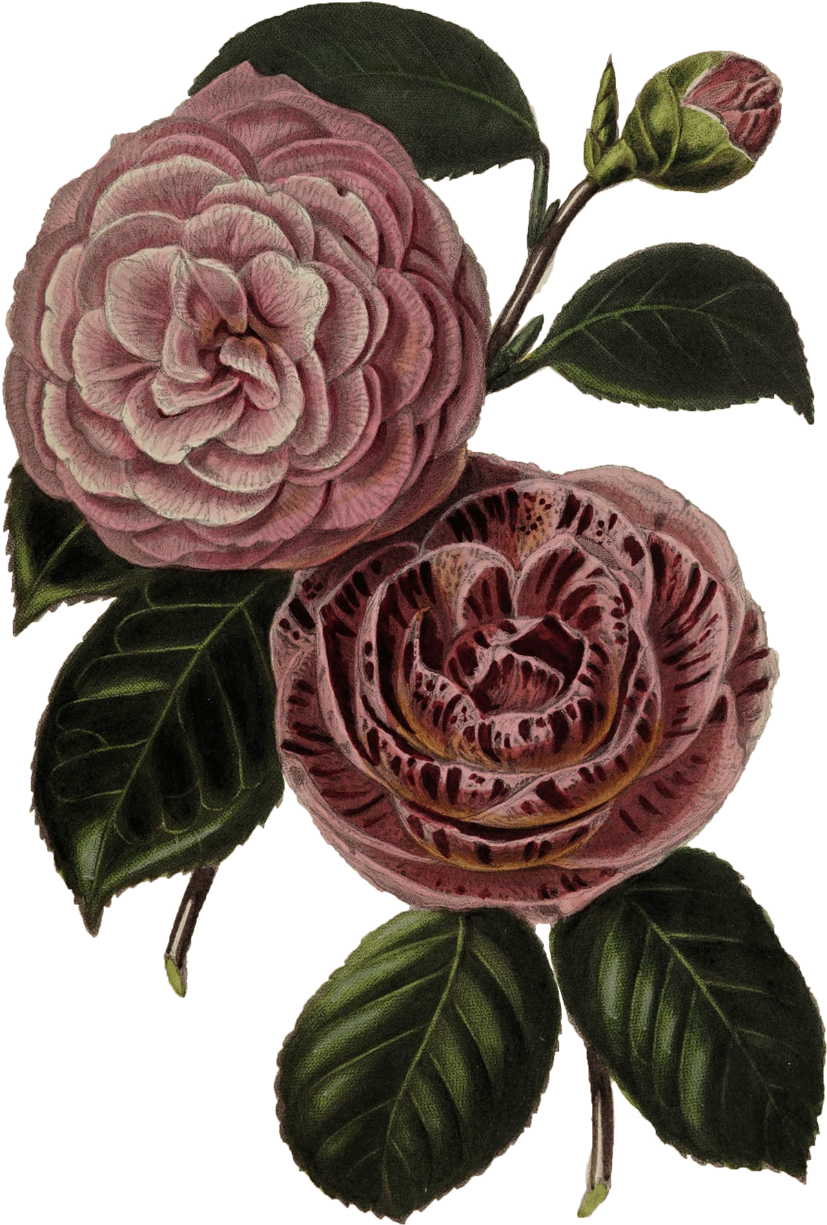 Camellias: Augusta superba and Caryophylloides