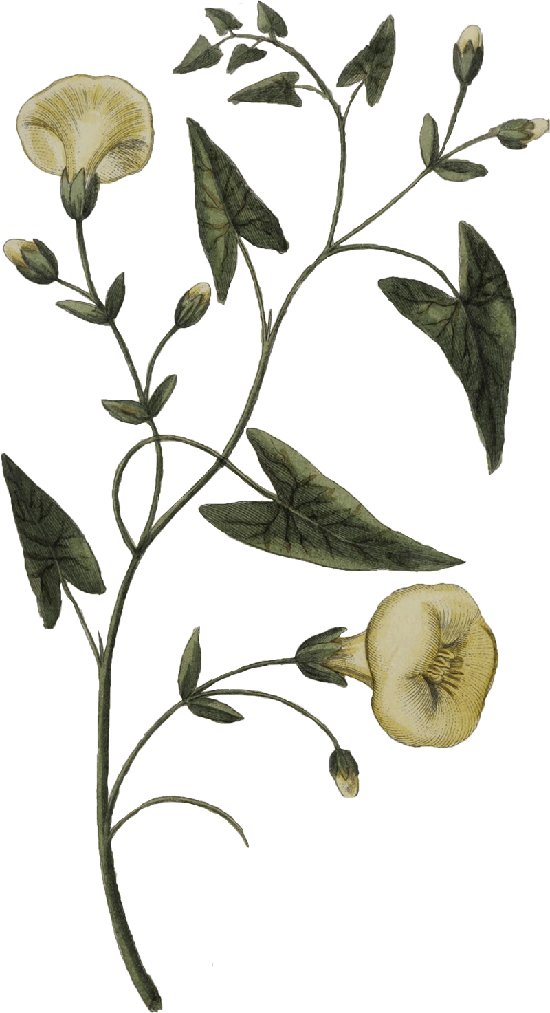 Convolvulus scammonea