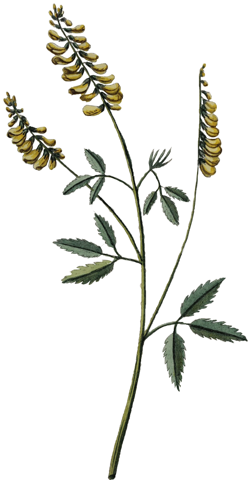 Trifolium metilotis officianalis